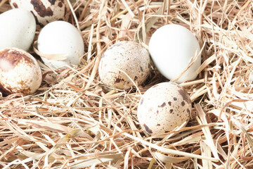 Obraz premium quail eggs on dry grass. The concept of healthy eating