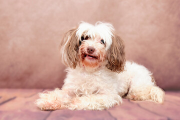 Chinese crested dog overgrown requiring a haircut