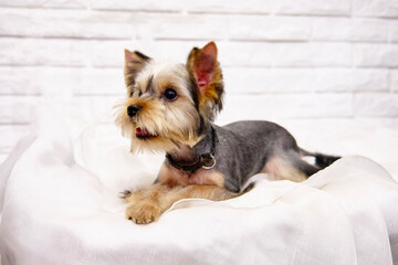The Yorsh Terrier lies on a white delicate material against a white brick background