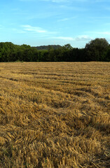 A field of golden stubble stretches toward a dark line of trees, with a distant communication tower rising from the hill under a pale blue sky.