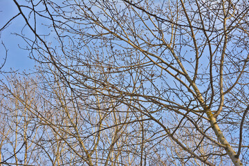 a bare tree with blue sky wallpaper