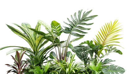 Fototapeta premium Lush green tropical plants arranged artistically against a clean white background. various leaf shapes and textures. perfect for nature-themed decor or botanical illustrations
