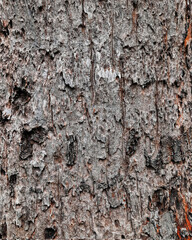 High Resolution Rough Tree Bark Texture Background | Natural Brown Cracked Bark Surface | Organic Wood Detail for Design, Patterns, and Backdrops