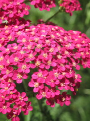 Zbliżenie na kwiaty ozdobnego krwawnika © Kumulugma