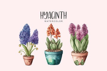 three hyacinth in pot set collection , watercolor in isolated background