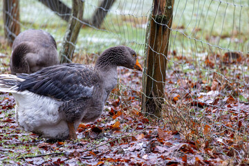Greylag goose in autumn leaves on the fence – rural scene and animal portrait