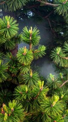 Close-up view of dense pine tree branches