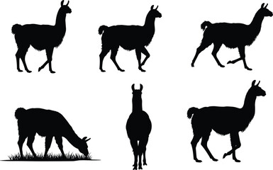 Llama silhouettes, walking llama, grazing llama, standing llama, animal shapes, South American wildlife, farm animals, black llama outlines, vector design