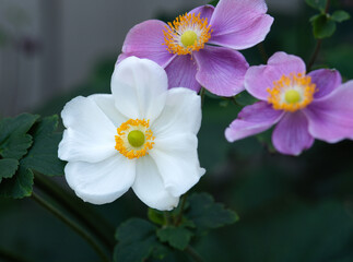 Fototapeta premium White Japanese Anemone Bloom Macro 
