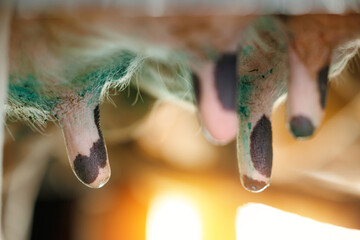 Close-up of dairy cow udders with sunlight in background