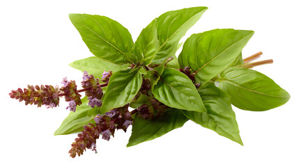 Fresh holy basil leaves with flowers isolated on a transparent background