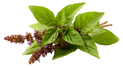 Fresh holy basil leaves with flowers isolated on a transparent background