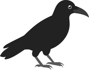 crow bird with white background
