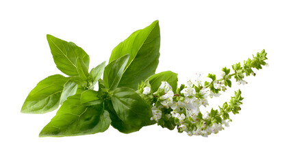 Fresh holy basil leaves with flowers isolated on a transparent background