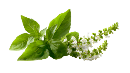 Fresh holy basil leaves with flowers isolated on a transparent background