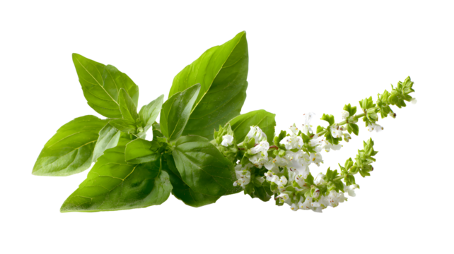 Fresh holy basil leaves with flowers isolated on a transparent background