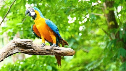 blue and gold macaw