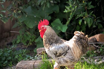 Півень на фермі