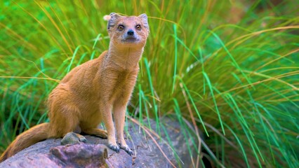 prairie dog in the grass