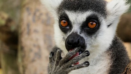 ring tailed lemur catta © А Васильев