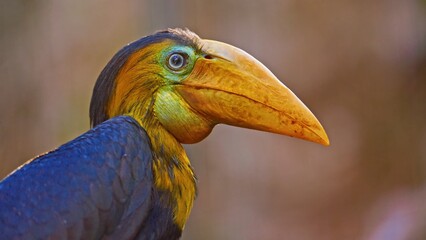 close up of a yellow billed toucan