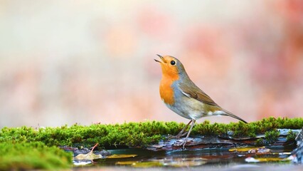 robin in the grass