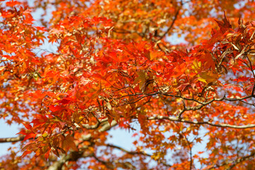 Japanese Maple tree in autumn colors at Tenryū-ji Shrine in Kyoto. Japan
