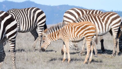 zebra in the zoo