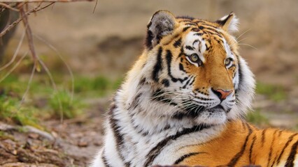 tiger in the jungle