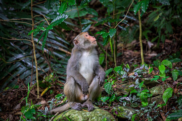 What the Formosan macaque's habitat looks like in the wild