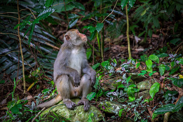 What the Formosan macaque's habitat looks like in the wild
