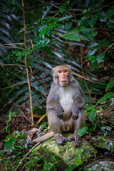 What the Formosan macaque's habitat looks like in the wild