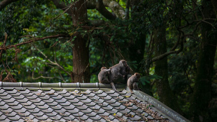 What the Formosan macaque's habitat looks like in the wild