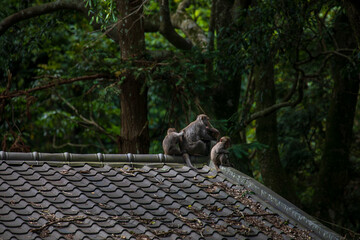 What the Formosan macaque's habitat looks like in the wild