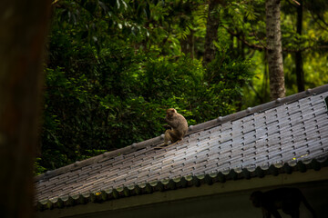 What the Formosan macaque's habitat looks like in the wild