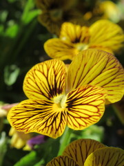 Zbliżenie na kwiaty bratka © Kumulugma