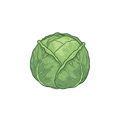 Cabbage illustration, flat design, natural colors, healthy eating and cooking
