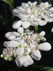 Zbliżenie na kwiaty rośliny candytuft © Kumulugma