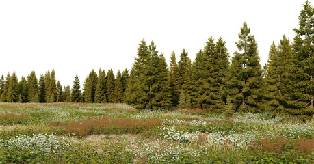 3D render panorama view of grasslands and pine forest on a transparent background
