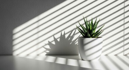 Succulent plant casting shadows on a sunlit wall with blind patterns