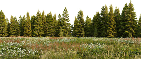 3D render panorama view of grasslands and pine forest on a transparent background