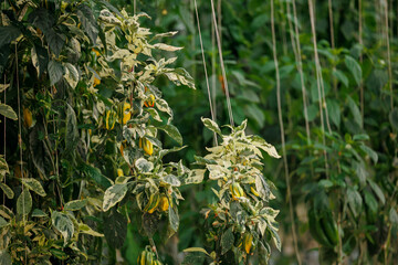 Yellow and green bell peppers growing on vines in greenhouse