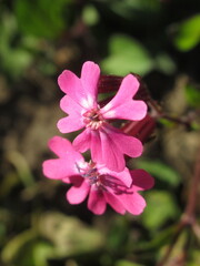 Zbliżenie na kwiaty rośliny z gatunku Silene dioica © Kumulugma
