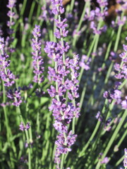 Zbliżenie na kwiaty fioletowej lawendy © Kumulugma