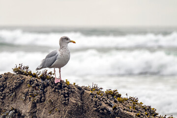 Herring gull perched on a rock by the sea