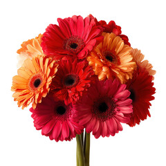 Vibrant gerbera daisy bouquet arrangement isolated on a transparent background flowers