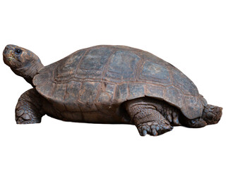 Cute isolated turtle with shell on a white background