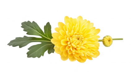 Bright yellow chrysanthemum flower with lush green leaves. elegantly positioned on a clean white background. ideal for floral arrangements. nature themes. or botanical studies