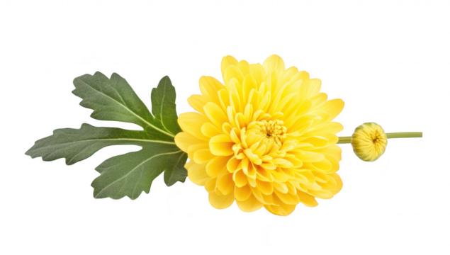 Bright yellow chrysanthemum flower with lush green leaves. elegantly positioned on a clean white background. ideal for floral arrangements. nature themes. or botanical studies