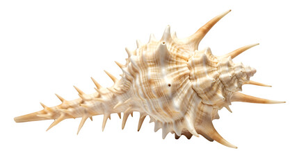 Intricate sea shell isolated on transparent background, showcasing natures artistry with its spiky texture and unique form, a captivating treasure from the ocean